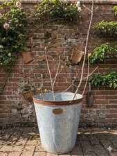 Large Fig Tree Shrub Plant Hardy 1.5m Tall