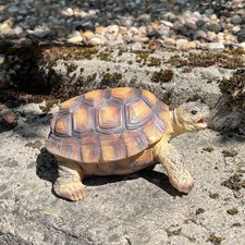 Tortoise Garden Ornaments and Statues Animals Outdoor Decoration Gift Reptile