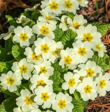Primula vulgaris plug plants wild primrose flowers hardy perennial pack