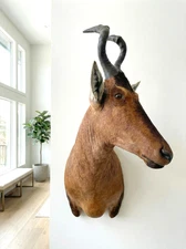 BRAND NEW African Red Hartebeest Taxidermy Shoulder Mount In Excellent Condition