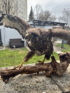 Großes Vogelpräparat auf Holzsockel – Natur Deko – Sammlerstück