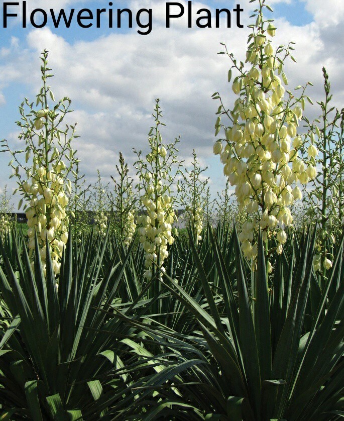 Yucca Schidigera, Soft Tip Yucca, Spanish Dagger, Edible Flower, USDA
