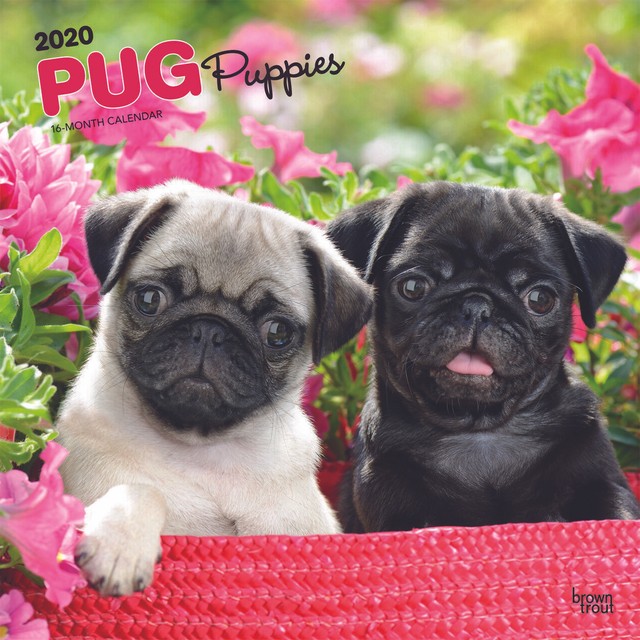 thrifty nickel free puppies