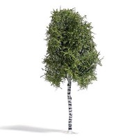 Busch H0 3782 Birke 170 Mm, Sommer / 1:87