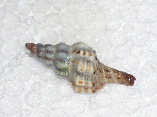 MARMOROFUSUS LEPTORHYNCHUS SPECIAL RECURVED - Picture 1 of 2