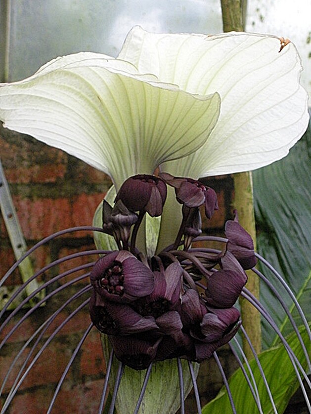 Tacca Integrifolia 10 Seeds, White Bat Garden Flower, Shade House