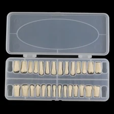 Kilgore Nissin 200 Type 28PCS Teeth Replacement Dental Model Typodont Screw-in