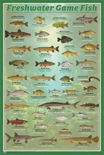 Fresh Water Game Fish Poster - 24 x 36