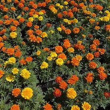 Flowering French Marigold Mixed - Pack Of 6 Garden Ready