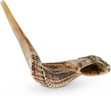 RAM SHOFAR  Authentic  Kosher  SIZE 5X9 inch  15X25 cm