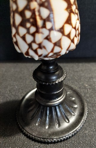 Cabinet de Curiosités coquillage conus marmoreus sur socle - Picture 5 of 5