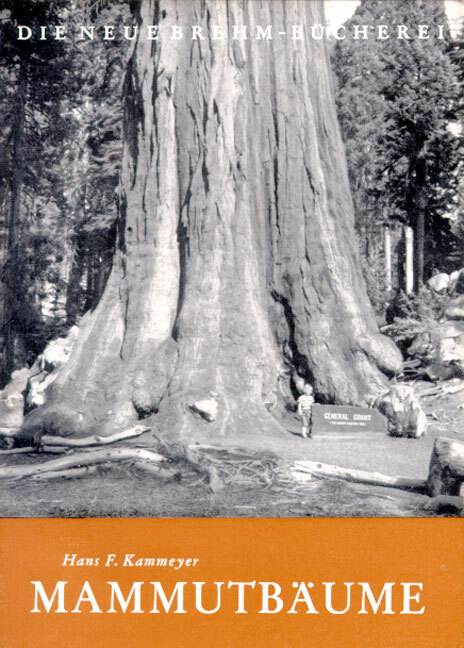 Thumbnail - Hans F Kammeyer / Mammutbäume