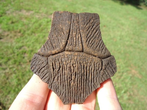 CHOICE TURTLE NUCHAL SCUTE FLORIDA FOSSILS ICE AGE EXTINCT TORTOISE ...