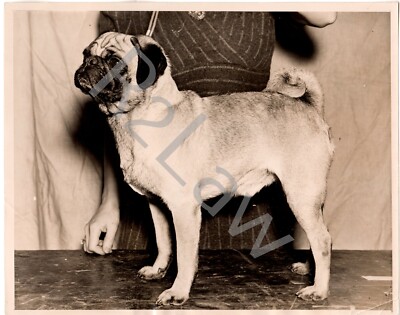 Westminster Dog American Kennel Club Pug Akc English Bulldog - Main Image