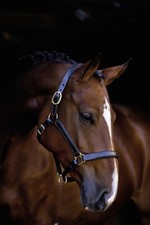 Leder Halfter London Größe Pony 1  schwarz    Lederhalfter NEU