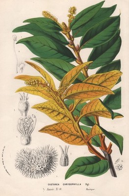 Castanea Chrysophylla quinquapine America flowers botany botany litho houtte