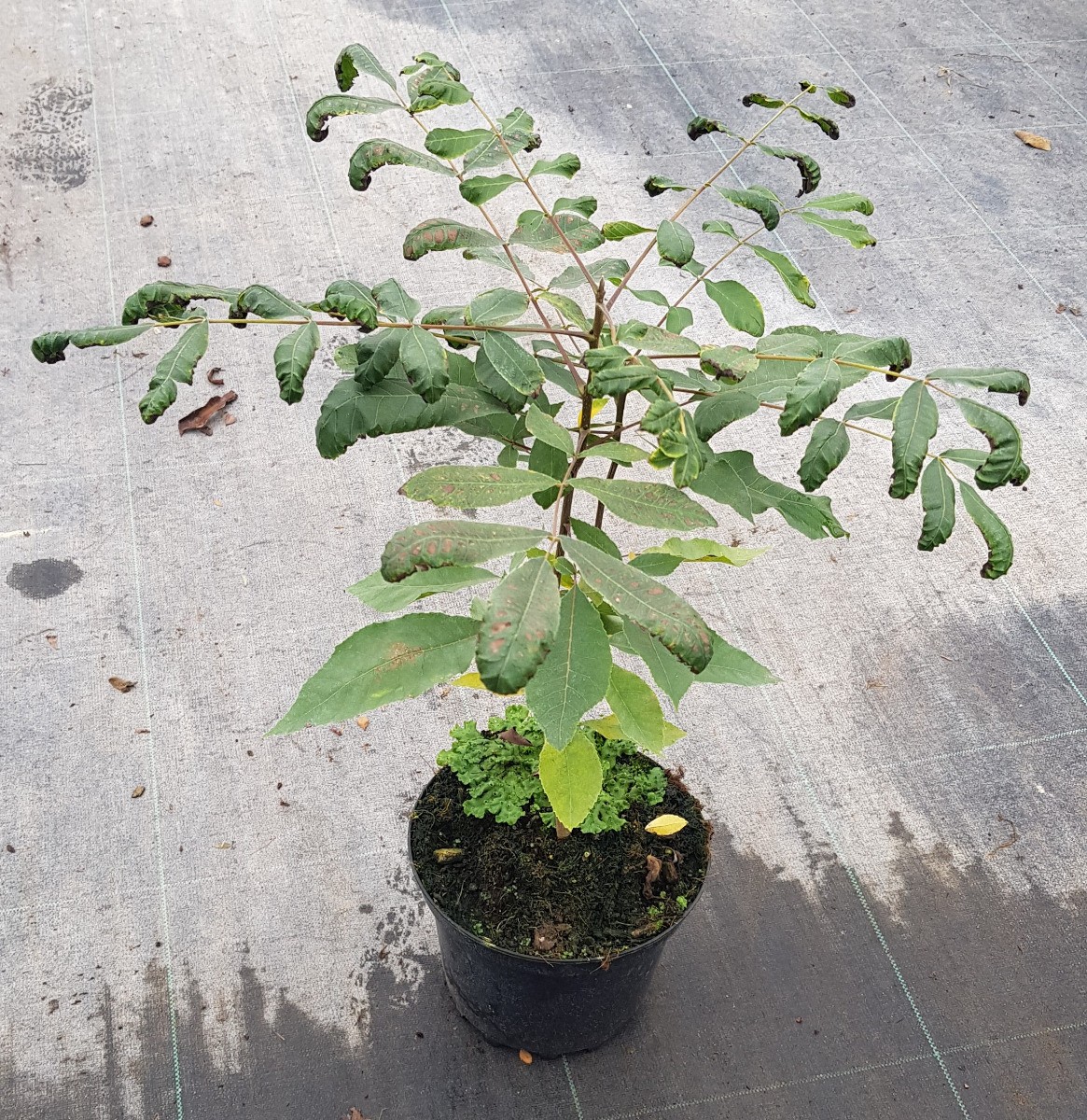 Pacanier Carya illinoinensis arbre résistant au froid pour récolte de noix