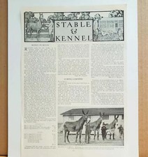 1909 Missouri Mules Fox Terrier Champions Sabine Kennels Go Bang Photo Print Pgs