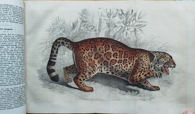 Buch der Welt Natur Geographie 48 Tafeln - 1850