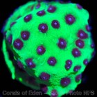 Corals of Eden ~ WYSIWYG Live Coral Frag ~ Master PPE Cyphastrea Coral SPS — photo 7