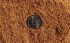 5 lbs Fine 24 Grit Walnut Shell Blasting / Tumbling Media-Clean Brass Cartridges