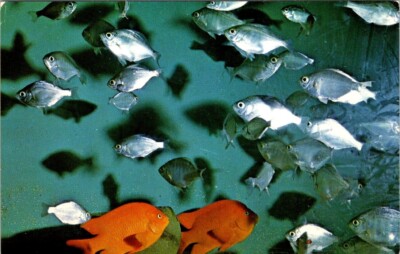 Scripps Institution of Oceanography La Jolla CA Surfperch Garibaldis Posted