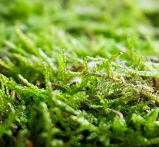   Carpet moss live, clean and chemical free Great for a terrarium
