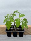 Tomato Live Plant Seedlings Plugs and Plants 3 12 tall 30 60+ days old