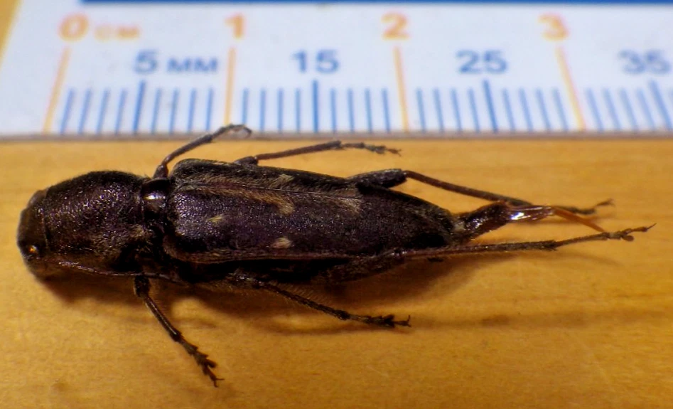 Beetle Collectibles for sale | eBay