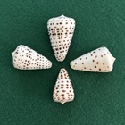 Conus Eburneus - (Elfenbeinkegel) 4 wunderschöne Muscheln