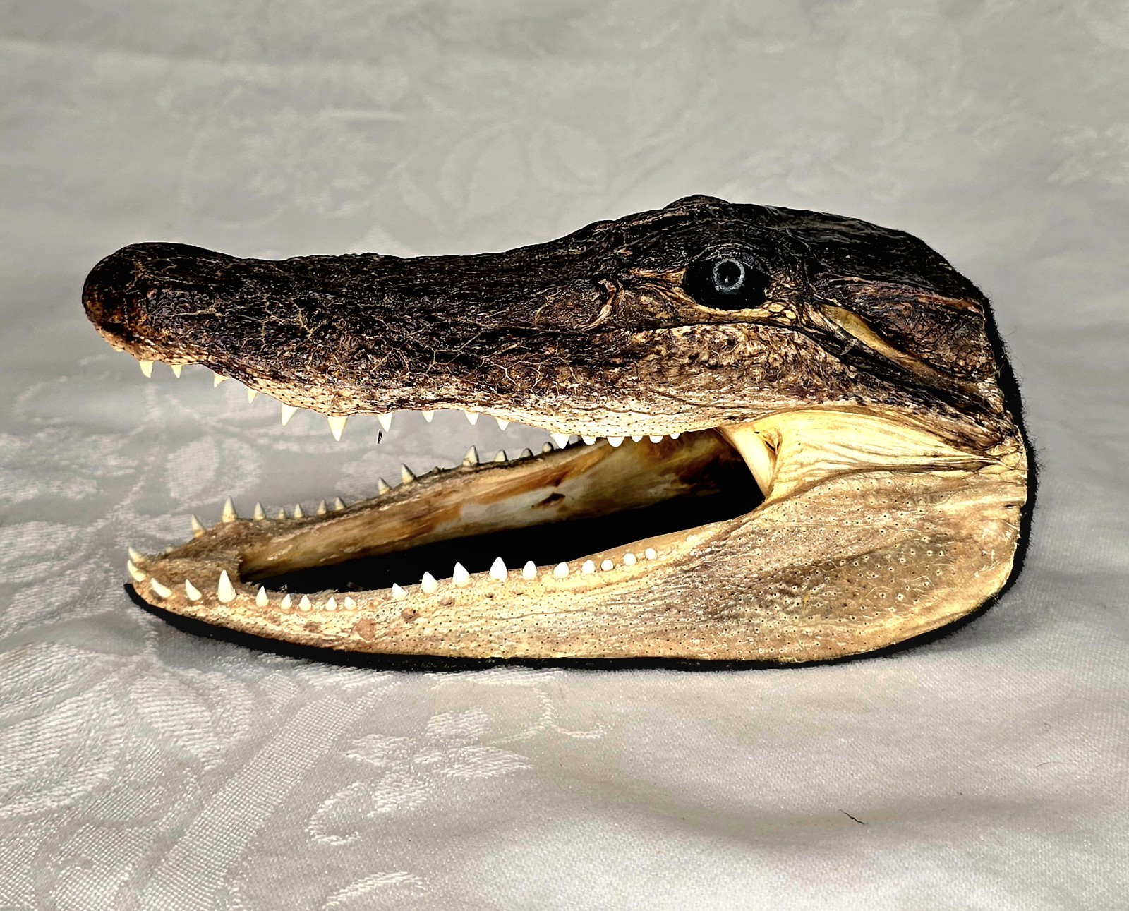 Authentic 7" American Alligator Head - Gator Daves Felt Lined Taxidermy Head