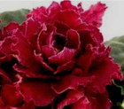 African Violet Plant ~ LE-Ognennyi Tsvetok ~ Fire Flower — photo 1