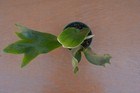 RARE PLATYCERIUM HILLII PUMILA IN 4" POT - STAGHORN US GROWN — photo 3