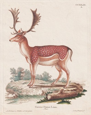 Damhirsch Hirsch European fallow deer Jagd hunting Kupferstich Schreber 1774