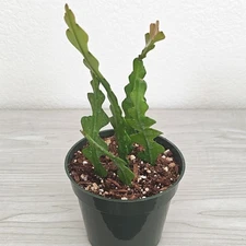 Cactus Plant - Epiphyllum Anguliger : Fishbone Cactus - In 4" Pot
