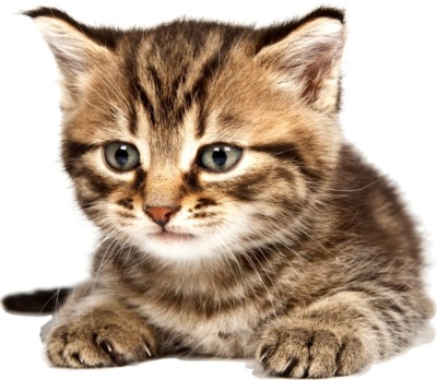 Wandaufkleber Mit Katze & Noten - Verspielte Deko Für Musikliebhaber