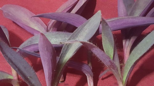 8 x live Purple Heart plant Cuttings 4 to 5 inch long - Picture 2 of 12