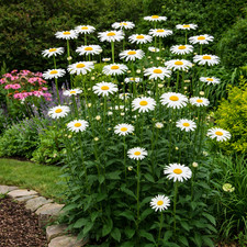 shasta daisy - tall perennial plants - 9cm pots