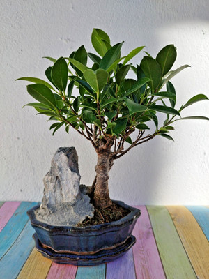 Ficus retusa Bonsai  mit Stein 6 Jahre, 28 cm  indoor, Deko Geschenk