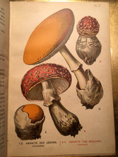 LES CHAMPIGNONS COMESTIBLES & VENENEUX HISTOIRE NATURELLE *CARTONNAGE*LIVRE BooK