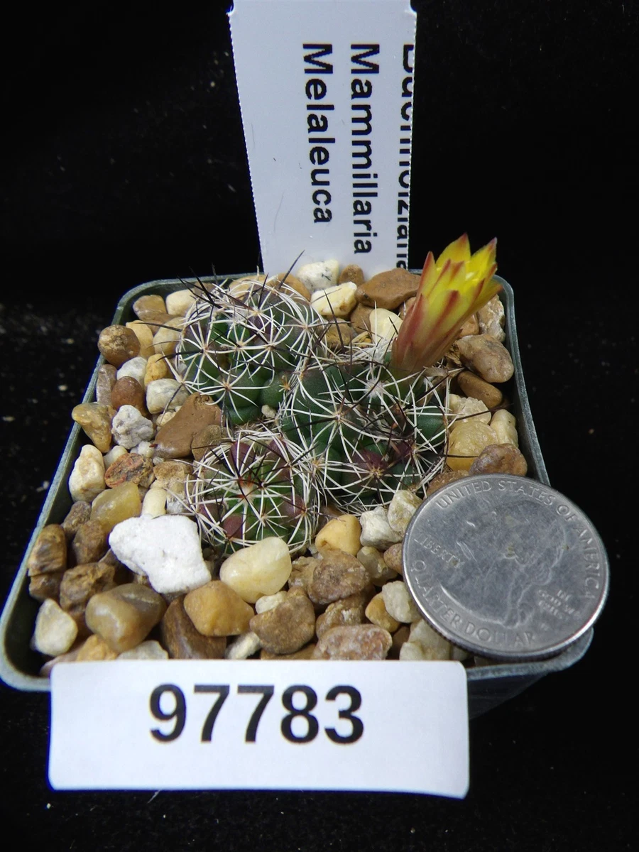 Las mejores ofertas en MAMMILLARIA cacti & succulents | eBay