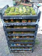 greenhouse grown TERRARIUM MOSS LOGS not wild collected 