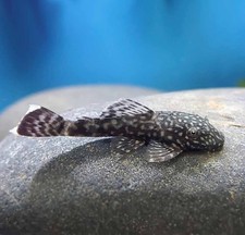 Brown/Chocolate Bristlenose Pleco . Juveniles 1-1-5"