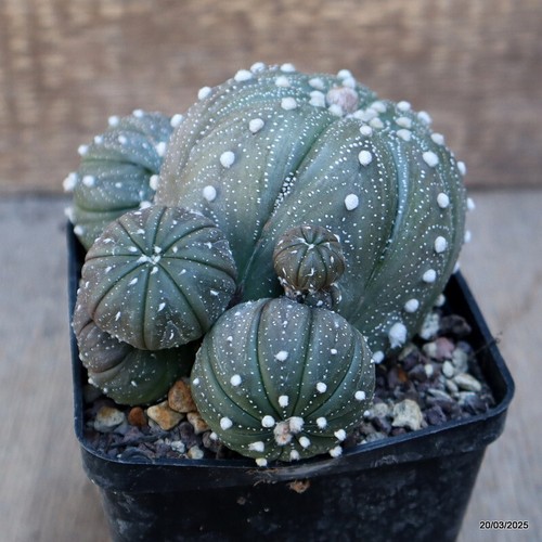 A4480 ASTROPHYTUM SUPERKABUTO PROLIFERO maceta 9-H8-W11 cm MaMa Cactus - Imagen 2 de 4