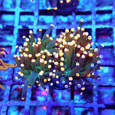 WYSIWYG - Euphyllia Dark Pink Tips Torch Premium 2 Heads