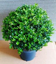 2 Ilex crenata Green Dwarf, Kugel, 30-35 cm, ähnlich Buchsbaum