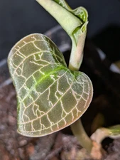 Dossinia marmorata, tropical jewel orchid