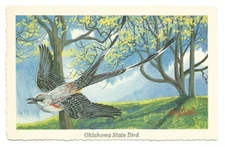 Scissor Tailed Flycatcher Oklahoma State Bird OK Postcard 
