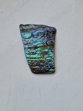 Abalone Shell See Pictures For Size