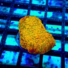 WYSIWYG - WWC Stellaria Chalice